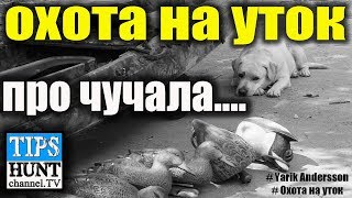 Какие чучела уток нужны для начала сезона? Моя стая подсадных.