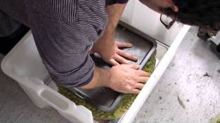 Making Oil Olive Part 1