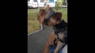 Смотреть жесть ЙОРК!!!ахах прикол