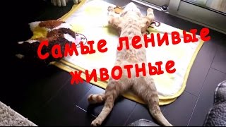 Самые ленивые животные