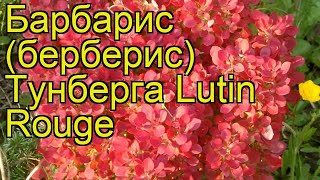 Барбарис тунберга Лютин Руж. Краткий обзор, описание характеристик berberis thunbergii Lutin Rouge
