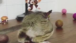 Когда не умеешь играть с мячиками