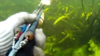 Супер ПРОЗРАК!!!!!Подводная охота(Жерех,Голавль,Щука,Лещ)