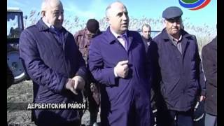 В южном Дагестане активно восстанавливают виноградники