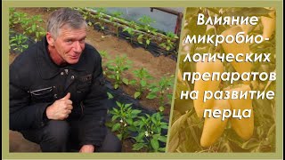 Перец. Байкал ЭМ при выращивании перца