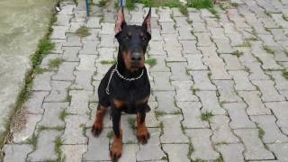 Yavru köpek eğitimi - Afrodit ilkokula başladı.