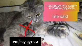Как приручить кошку и хомяка дружить??? (не как)  чуть не умер хомяк:(