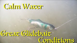 Musky! Calm Water = Great Glidebait Conditions