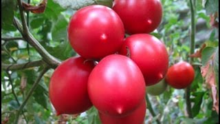 tomato seedlings 11 февраля перевалка рассады помидоров в стакан