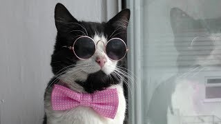 Funny & Cute Cat Compilation Video | 4K