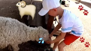 Гуляем по ЗООПАРКУ, Кормим Живорных, Катаемся на Паровозике, Zoo rancho walk and feed pets