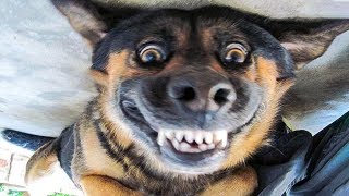 ? Funniest ? Dogs and ? Cats - Awesome Funny Pet Animals' Life Videos ?