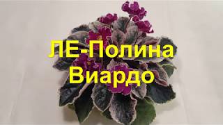 Фиалка ЛЕ-Полина Виардо