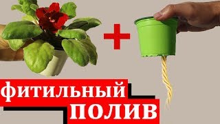 КАК БЫСТРО ПЕРЕВЕСТИ ФИАЛКУ НА ФИТИЛЬНЫЙ ПОЛИВ? ПОКАЖУ ВСЕ ТОНКОСТИ ФИТИЛЬНОГО ПОЛИВА.