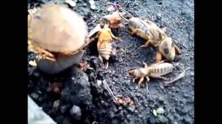 Действие отравы на медведку, результат.