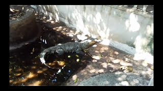 Крокодилы в храме Бангкока (брачные игры)