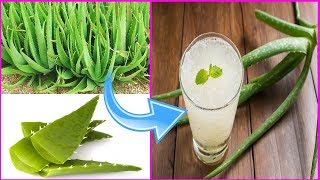 घर पर 100% शुद्ध एलोवेरा जूस कैसे बनायें। कब, कितना और कैसे पियें। Desi Nuskhe