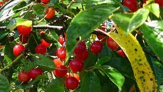 Как уберечь от птиц деревья вишни и черешни? How to protect cherries from birds