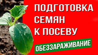 Подготовке семян к посеву  Обеззараживание семян  Способы протравливания семян