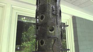 How to Watch Birds (Eat Black Oil Sunflower Seed) pt.4 {2-D}