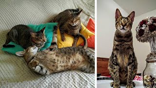 Nadie quería a estos gatos ciegos pero apareció esta mujer ✅