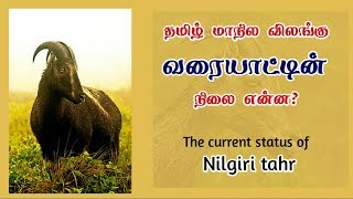 தமிழ் நாட்டின் மாநிலவிலங்கு வரையாட்டின் தற்போதைய நிலை?| VARAIAADU