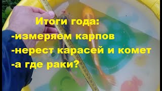 Как выросла рыба в пруду за год: измеряем карпов, нерест карасей и комет, а где раки???