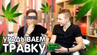 А ТЫ БЫ УГАДАЛ? БЛОГЕРЫ ПРОБУЮТ ТРАВКУ / Дима Масленников, Костя Павлов, Маша Маева, Брокш, Никита