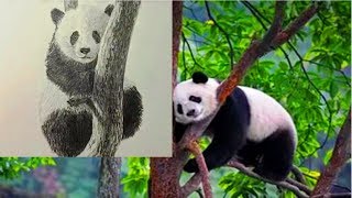 Как нарисовать ПАНДУ КАРАНДАШОМ! Учимся рисовать ПАНДУ Простым Карандашом! Как Научиться РИСОВАТЬ