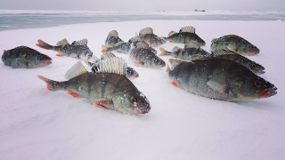 Окунь на топорик, зимняя рыбалка на Чудском | Ahven kombainiga Peipsil | Winter fishing for pearch