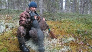 ГЛУХАРЬ НА (6) КИЛОГРАММ! ОХОТА В ГЛУХОЙ ТАЙГЕ