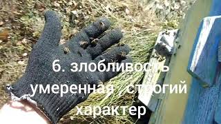 ПРИЗНАКИ СРЕДНЕРУССКОЙ ПЧЕЛЫ / ТЕМНАЯ ЛЕСНАЯ /