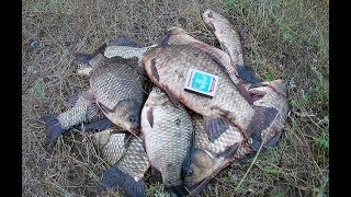 Крупный карась в начале осени