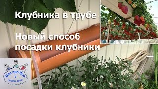 Новый способ посадки клубники в трубе.