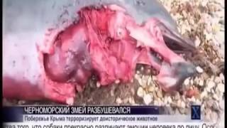 Жертвами Карадагского Чудовища становятся Морские Обитатели и Люди