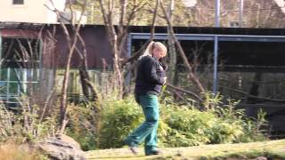 Baby Afia - a video by Bristol Zoo of their new gorilla.