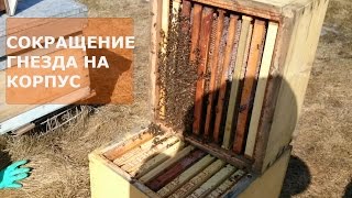 СОКРАЩЕНИЕ ГНЕЗДА ВЕСНОЙ НА КОРПУС
