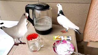 Щелочная вода для голубей. Alkaline water to pigeons.
