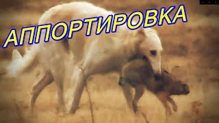Аппортировка Русской псовой борзой.