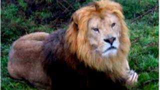 io sono il leone