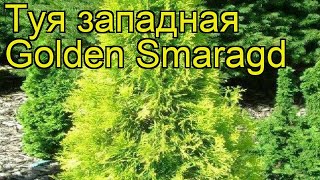Туя западная Голден Смарагд. Краткий обзор, описание характеристик thuja occidentalis Golden Smaragd