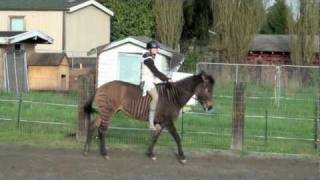 Zandy the Zorse: Under Saddle Clicker Training, Self-Bridling HD