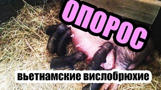 Будни фермера. Опорос вьетнамской вислобрюхой свиньи