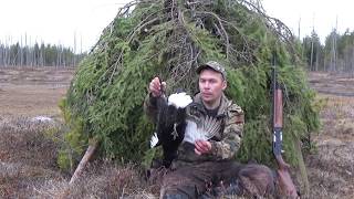 ОХОТА НА ТЕТЕРЕВА НА ТОКУ / ВЕСНА 2019 / КАРЕЛИЯ / HUNTING TETEREV TO CURRENT / SPRING 2019