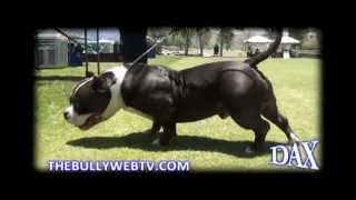 Grand Champion DAX  6/13/11 - American Bully