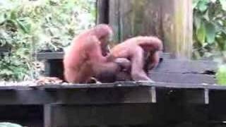 Orangutans wrestling