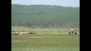 Монгольская овчарка - банхар. Питомник "Монголдог". Пастораль Азии.