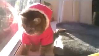 кот новогодний дед мороз Юмор! Прикол! Смех