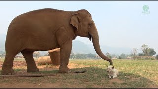 The friendships of elephant and dogs