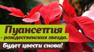 Пуансеттия  Как выращивать цветок   рождественская звезда